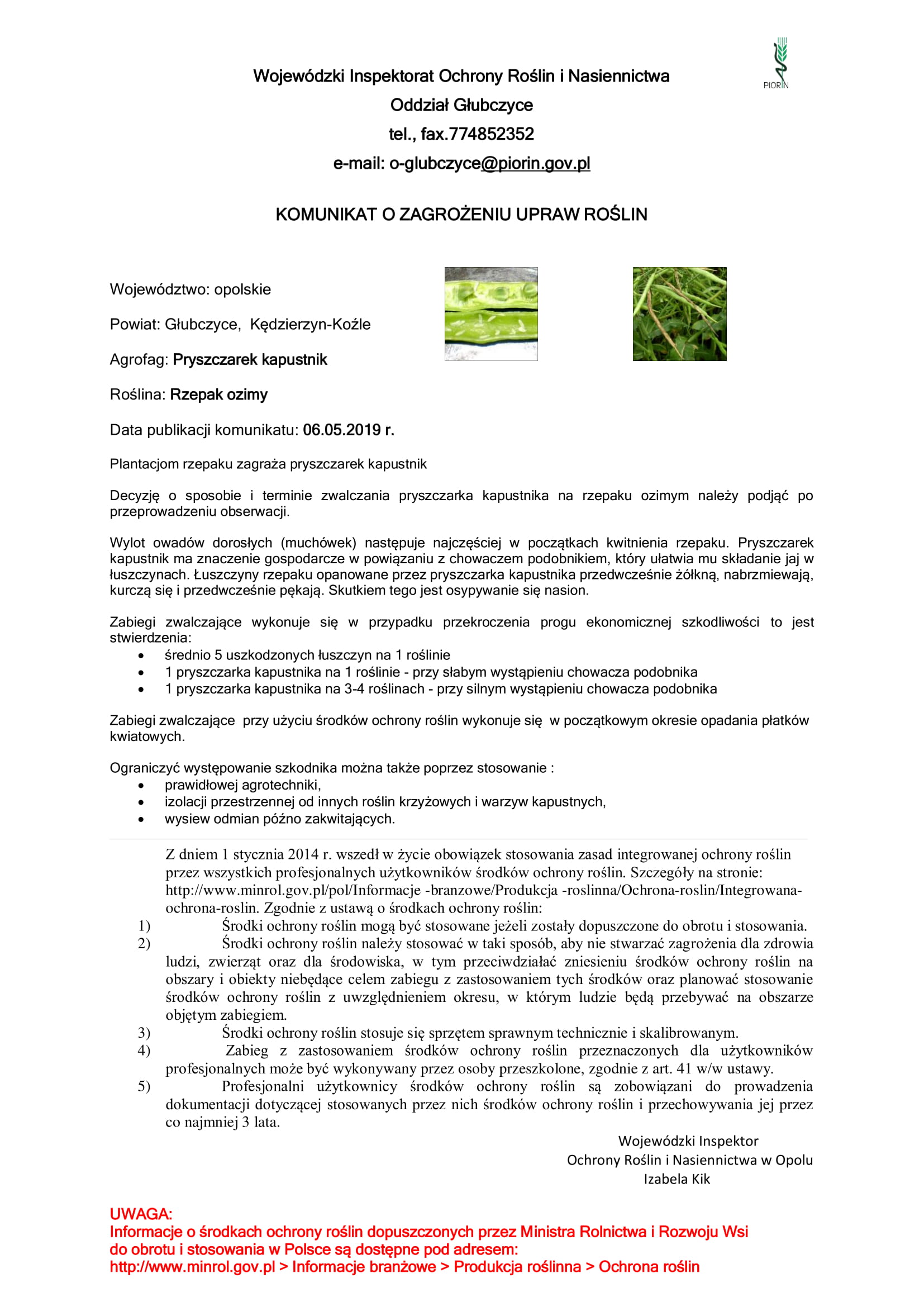 pryszczarek kapustnik-1